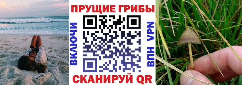 купить наркотики сайты Власиха Псилоцибиновые грибы Cubensis